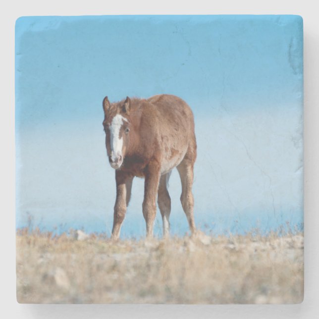 Wild Horse Foal  Stone Coaster (Front)