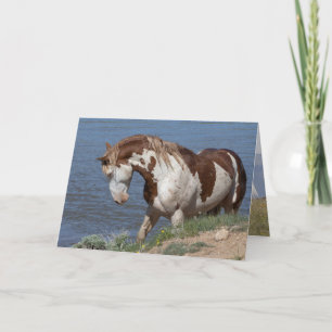 Wild Horse Greeting Card - Teton's Challenge