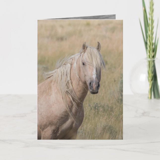 Wild Horse Greeting Card - Wild Palomino Stallion (Front)