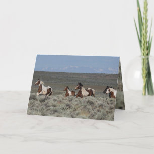 Wild Horse Greeting Cards - Taboo Leads the Way