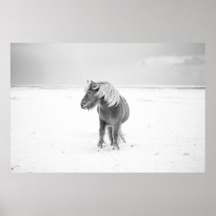 Wild Horse, Iceland Poster