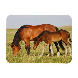 Wild Horse Mother and Colt Grazing Magnet