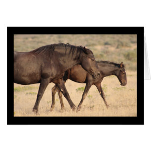 WILD HORSE OF THE ONAQUI MOUNTAINS, UTAH
