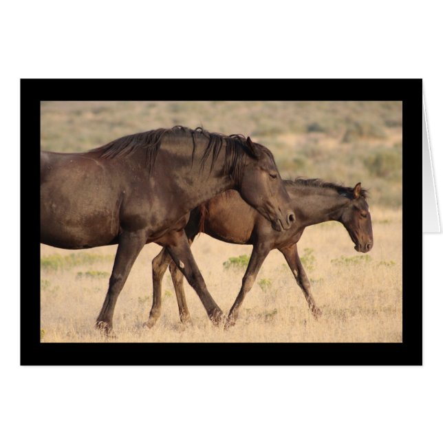 WILD HORSE OF THE ONAQUI MOUNTAINS, UTAH (Front Horizontal)