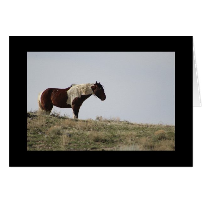 WILD HORSE OF THE ONAQUI MOUNTAINS, UTAH (Front Horizontal)