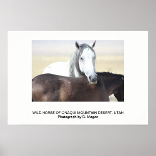 WILD HORSE OF THE ONAQUI MOUNTAINS, UTAH POSTER