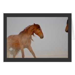 WILD HORSE OF UTAH IN WESTERN DESERT