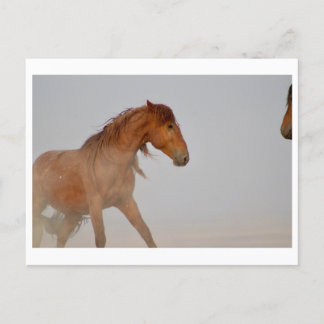 WILD HORSE OF UTAH IN WESTERN DESERT POSTCARD