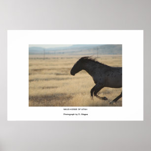 WILD HORSE OF UTAH PHOTOGRAPH POSTER