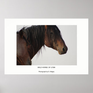 WILD HORSE OF UTAH PHOTOGRAPHS POSTER