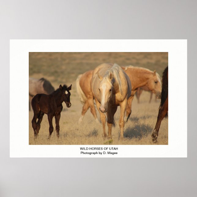 WILD HORSE OF UTAH PHOTOGRAPHS POSTER (Front)