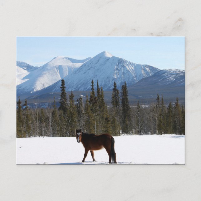 Wild Horse on Alaska Highway Postcard (Front)