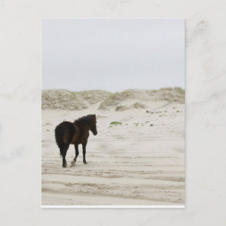 Wild Horse on Corolla Beach Postcard