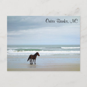 Wild Horse Outer Banks Corolla NC Postcard