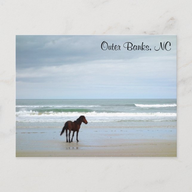 Wild Horse Outer Banks Corolla NC Postcard (Front)