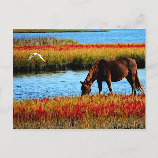 Wild horse postcard (Front)