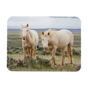 Wild Horse Roaming on the Priaire of Cody Magnet