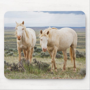 Wild Horse Roaming on the Priaire of Cody Mouse Pad