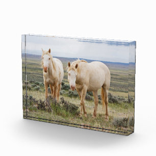 Wild Horse Roaming on the Priaire of Cody Photo Block