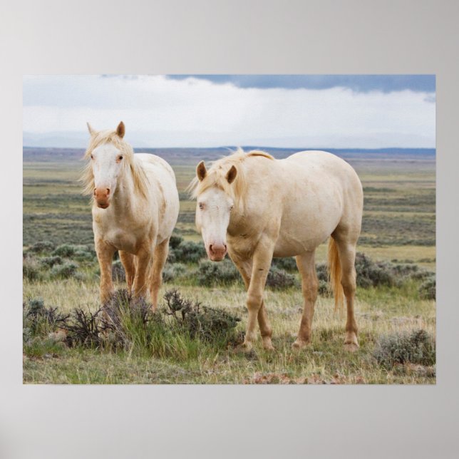 Wild Horse Roaming on the Priaire of Cody Poster (Front)