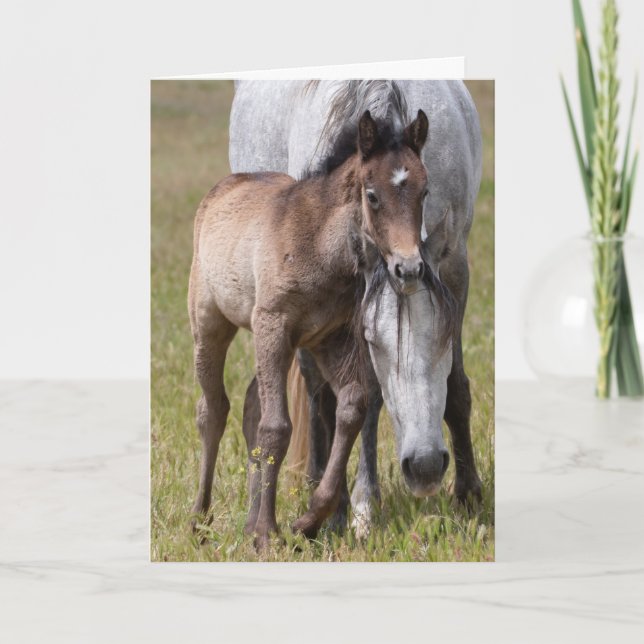 Wild Horse Serenity Card (Front)