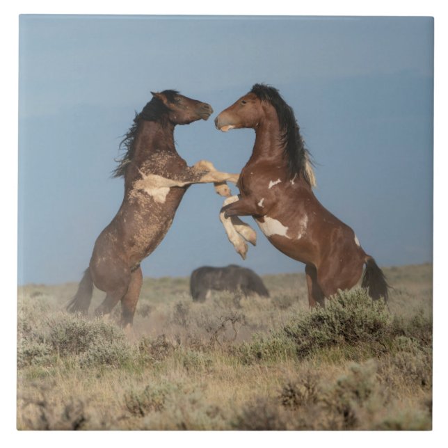 Wild Horse Stallions Fighting Ceramic Tile (Front)
