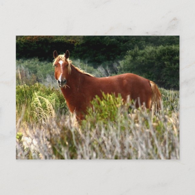 Wild Horse Staredown Postcard (Front)