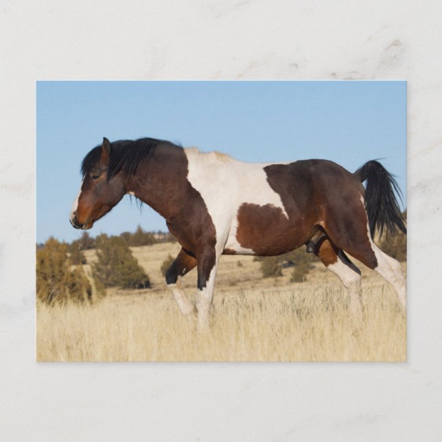Wild Horse, Steens Mountains Postcard (Front)