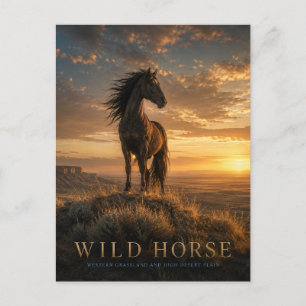 Wild Horse Western Grassland ANIMALS Postcard