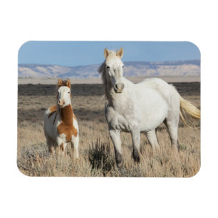 Wild Horses at Home in the Sandwash Basin Magnet