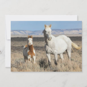 Wild Horses at Home in the Sandwash Basin Thank You Card