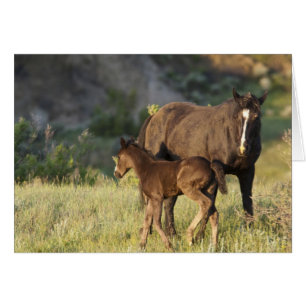 Wild Horses at Theodore Roosevelt National Park
