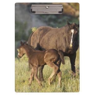 Wild Horses at Theodore Roosevelt National Park Clipboard