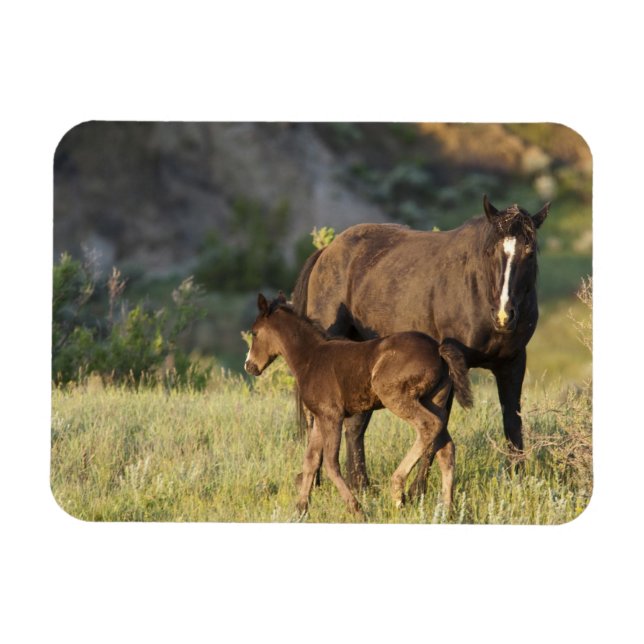 Wild Horses at Theodore Roosevelt National Park Magnet (Horizontal)