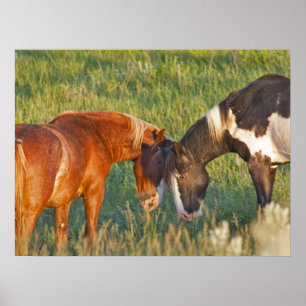 Wild Horses at Theodore Roosevelt National Park Poster