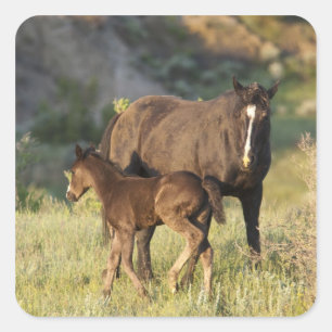 Wild Horses at Theodore Roosevelt National Park Square Sticker