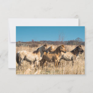 Wild horses at Wicken Fen, England, UK Thank You Card