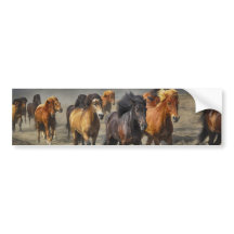Wild horses