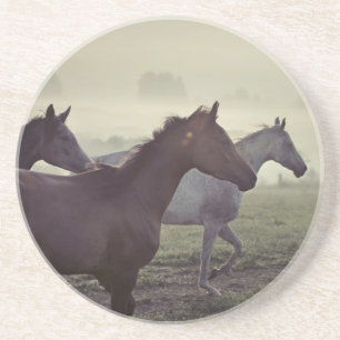 Wild horses coaster