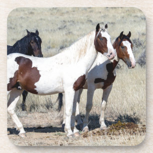 WILD HORSES COASTER