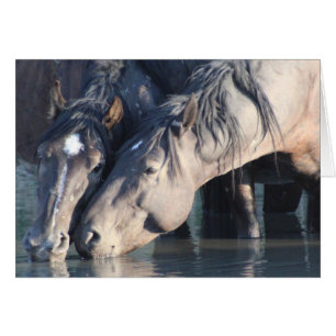 Wild Horses drinking at the watering hole.