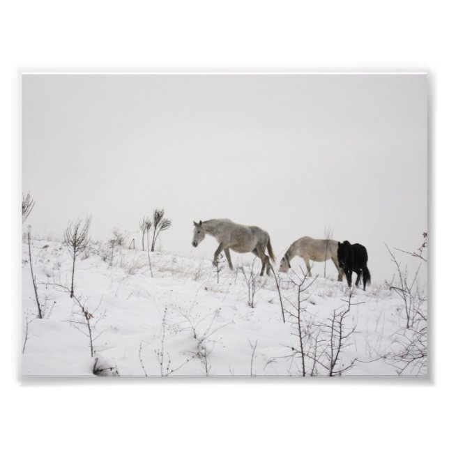 Wild Horses In Snow Kodak Professional Photo (Front)