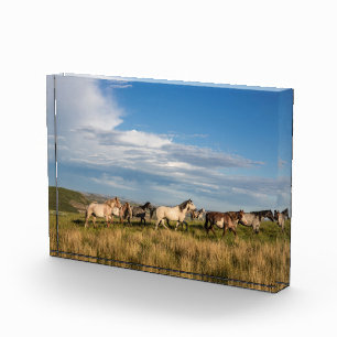 Wild Horses in Theodore Roosevelt National Park Photo Block
