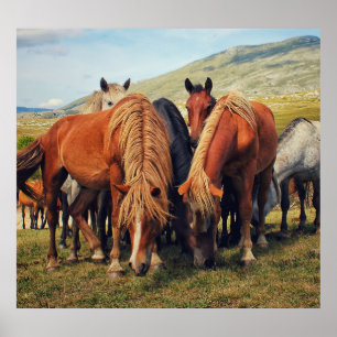 Wild Horses Livno Nature Scene Poster