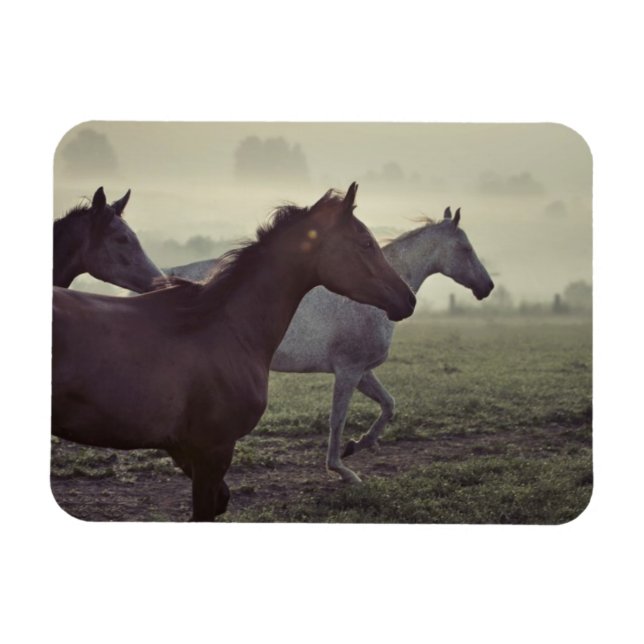 Wild horses magnet (Horizontal)