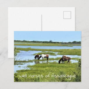 Wild Horses of Assateague Postcard