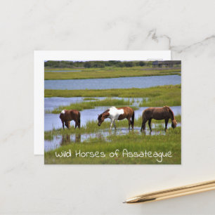 Wild Horses of Assateague  Postcard