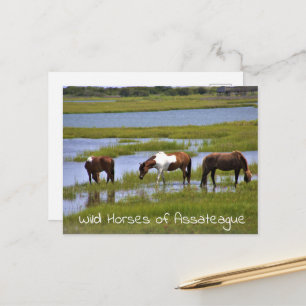 Wild Horses of Assateague  Postcard
