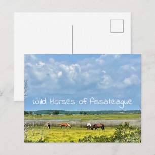 Wild Horses of Assateague  Postcard