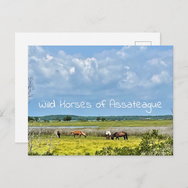 Wild Horses of Assateague  Postcard (Front/Back)